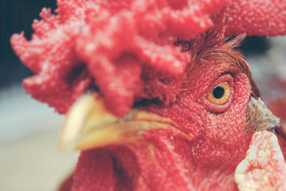 Free Image of Close Up of a Roosters Head 