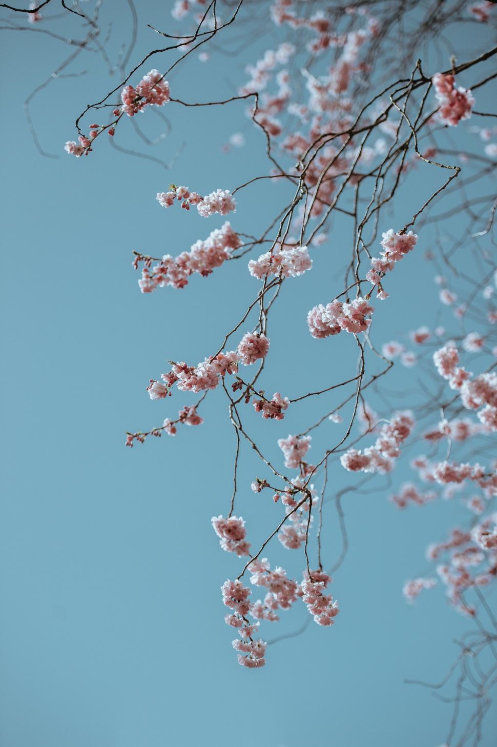 Free Image of Blooming Tree With Pink Flowers 