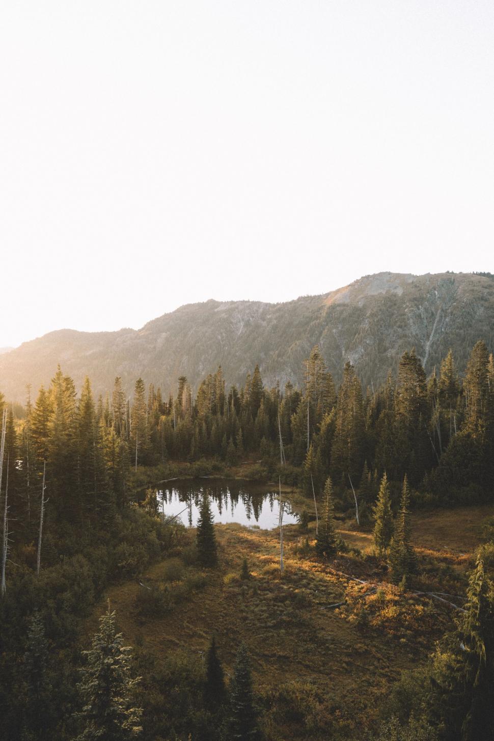 Free Image of Small Lake in the Heart of a Forest 