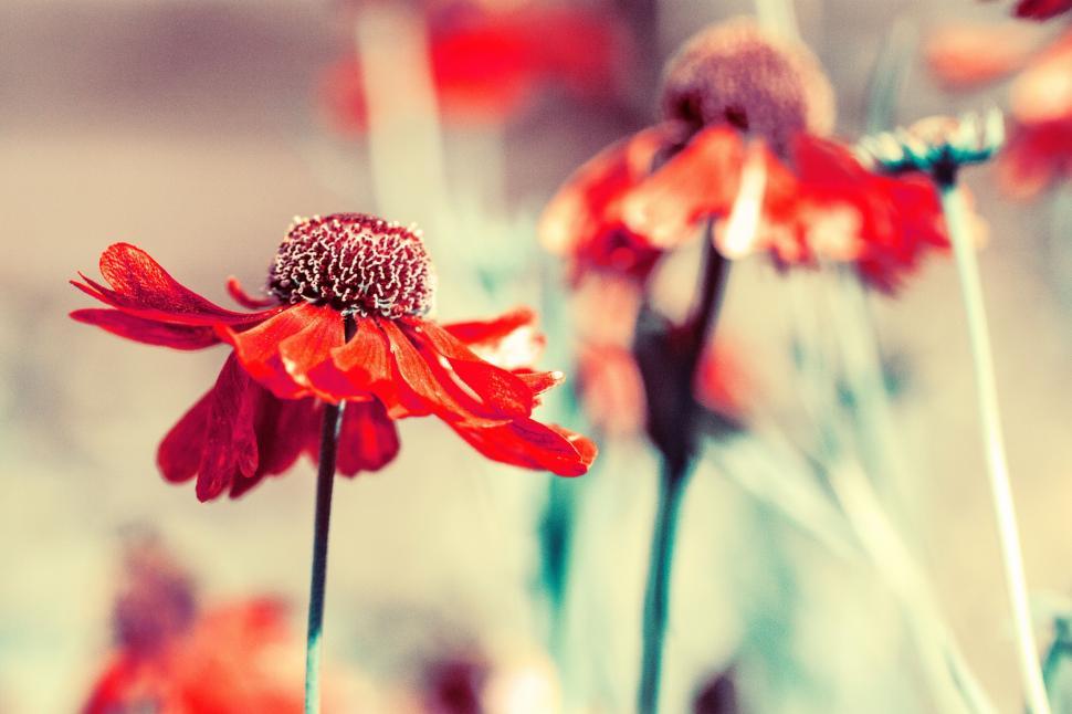 Free Image of Bunch of Red Flowers in Field 