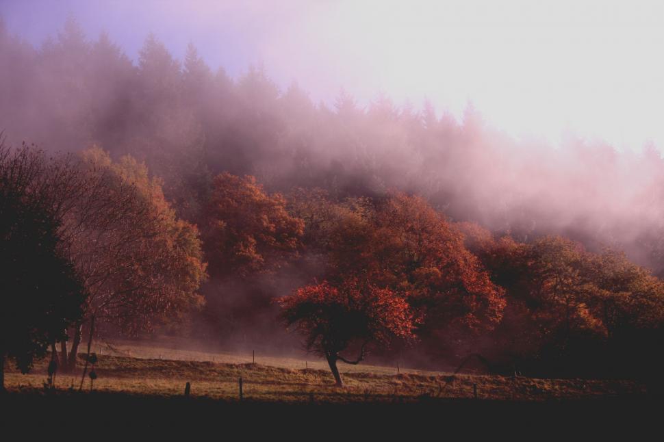 Free Image of Massive Smoke Cloud Rising From Forest 