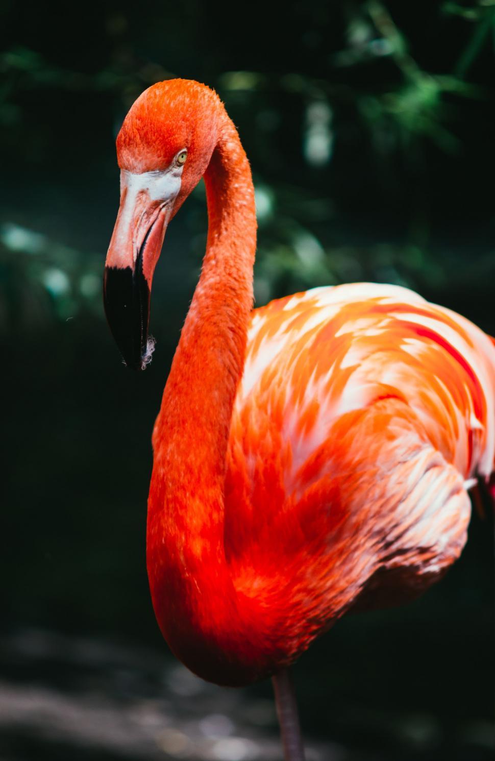 Free Image of Pink Flamingo Standing on Lush Green Field 