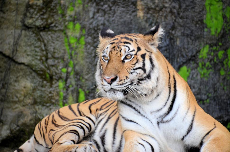 Free Image of Majestic Tiger Laying on Lush Green Field 