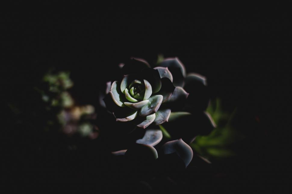 Free Image of Monochrome Close-Up of a Flower 