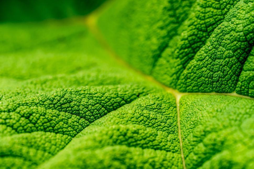 Free Image of Close Up View of a Green Leaf 