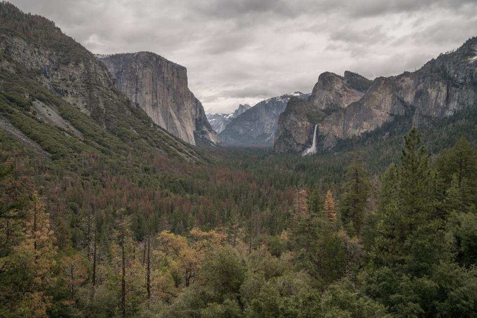 Free Image of Dense Forest With Tall Trees Under Cloudy Sky 
