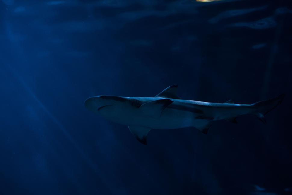 Free Image of Plane Flying in Night Sky 