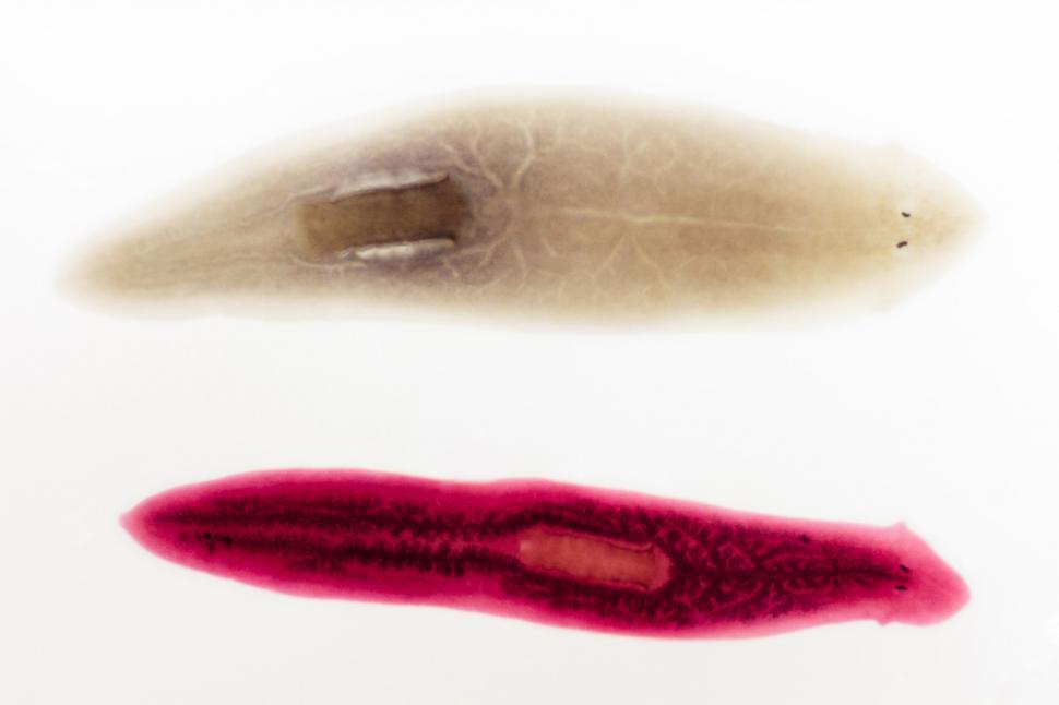 Free Image of planaria 
