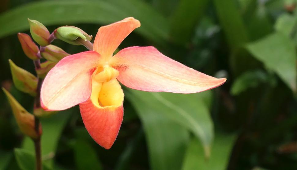Free Image of Phragmipedium Orchid 
