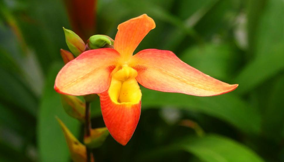 Free Image of Phragmipedium Orchid 