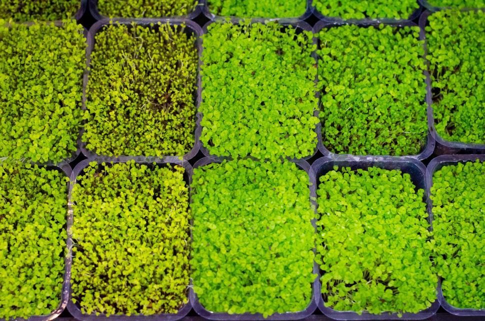 Free Image of Young plant sprouts 