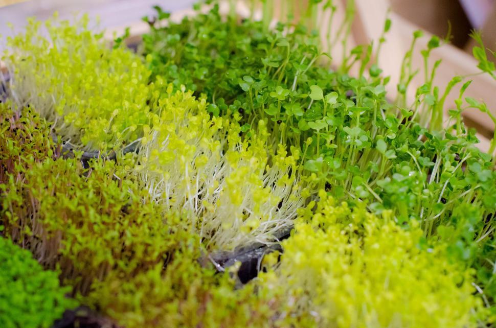Free Image of Sprouting Young plants 