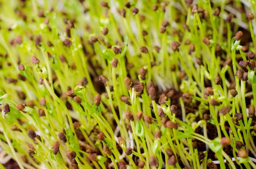 Free Image of Green plant sprouts 