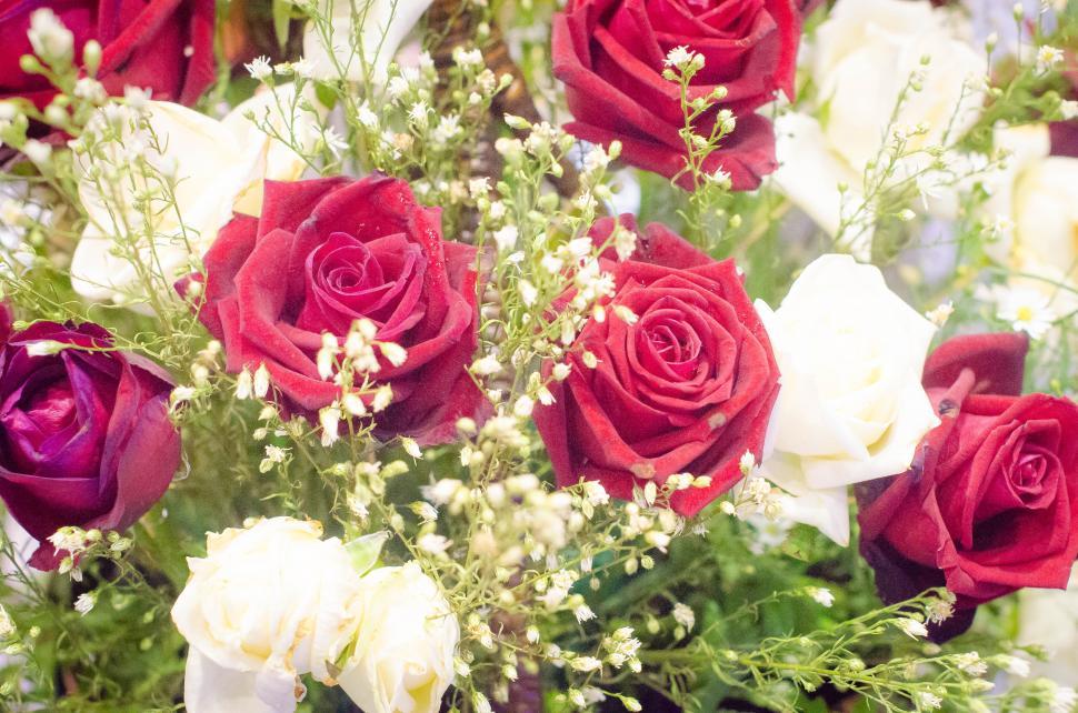 Free Image of Rose  