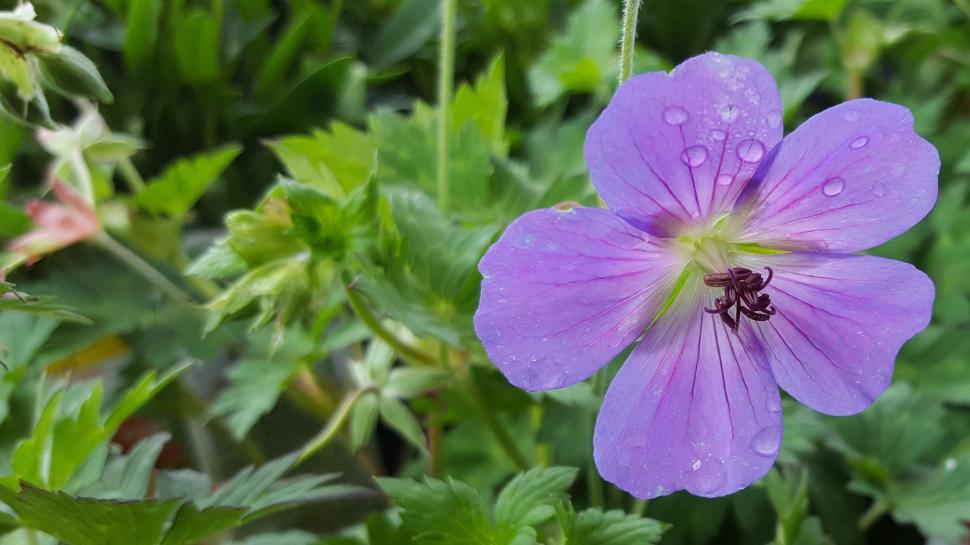Free Image of Single Geranuim Flower 