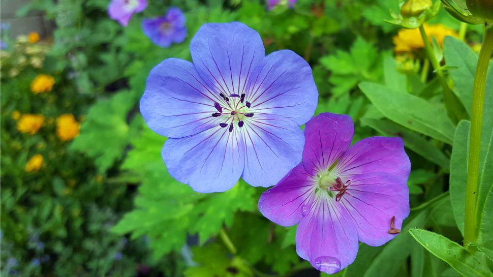 Free Image of Geranuim Flowers 