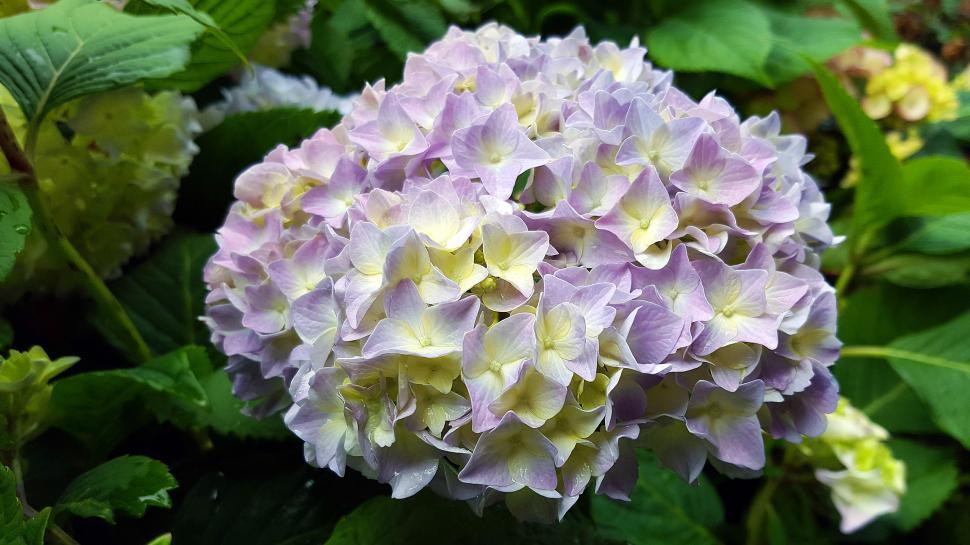 Free Image of Pink Hydrangea 