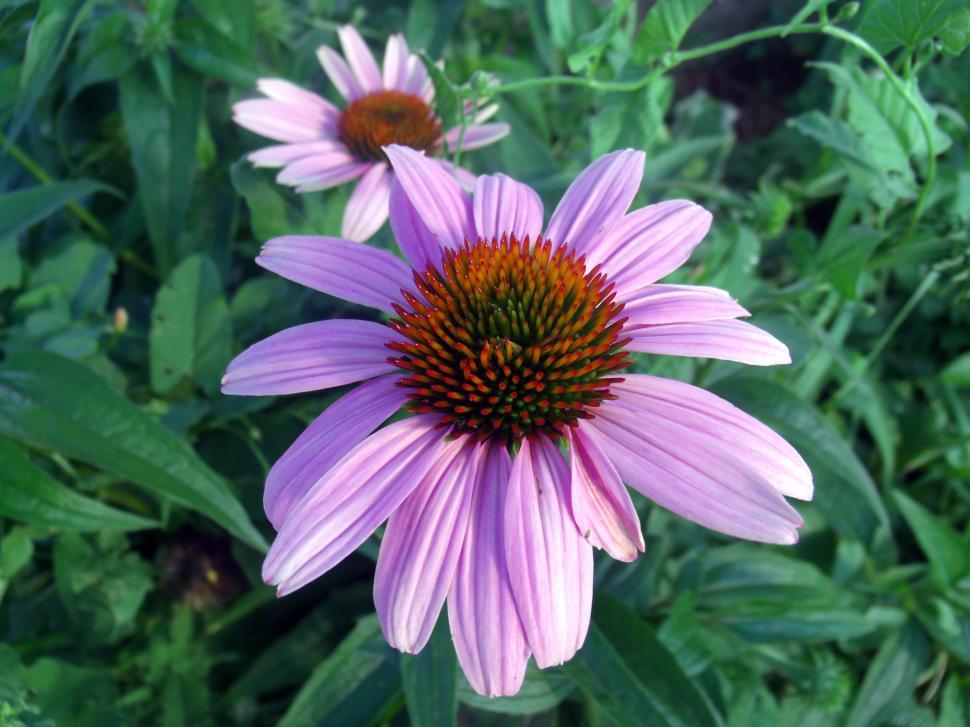 Free Image of Pink Flower  