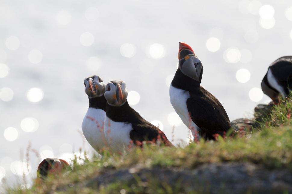 Free Image of Puffin looking to the sky 