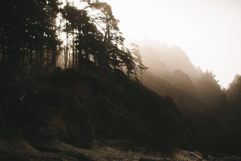 Free Image of Trees on a Hill 
