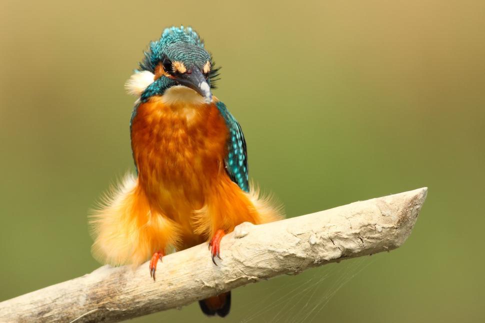 Free Image of Colorful Bird Perched on Tree Branch 