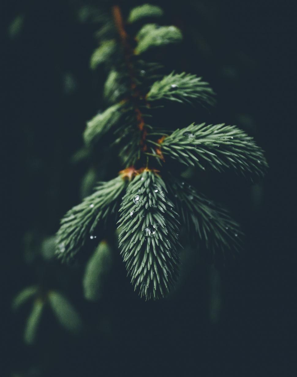 Free Image of Close Up of a Pine Tree Branch 