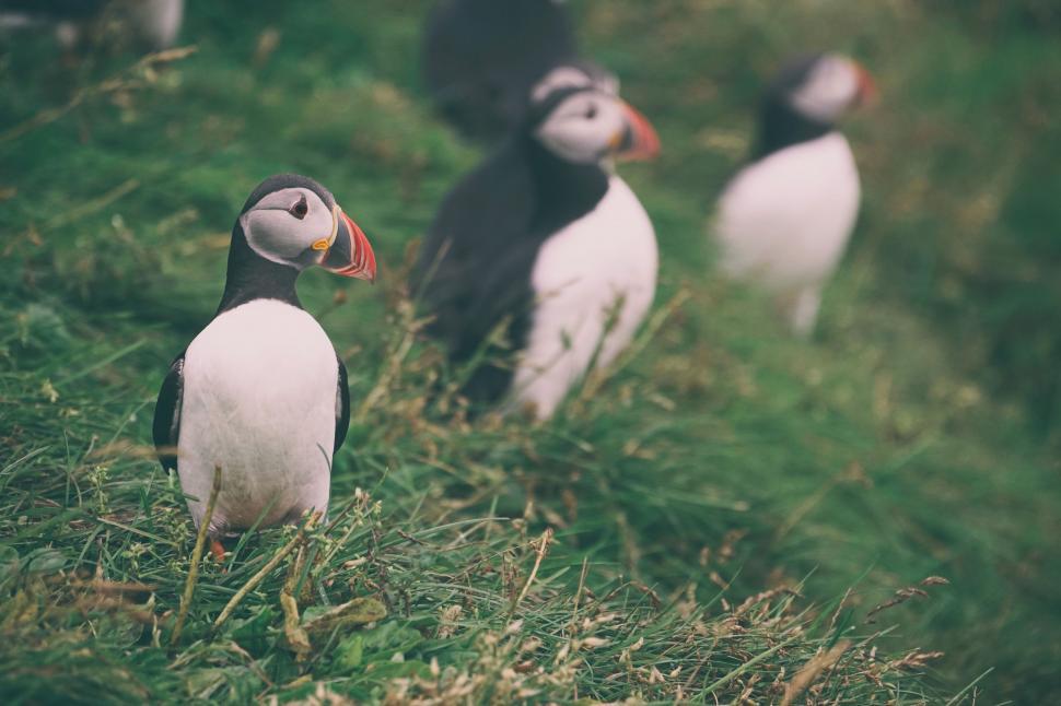 Free Image of Birds Standing on Top of Lush Green Field 