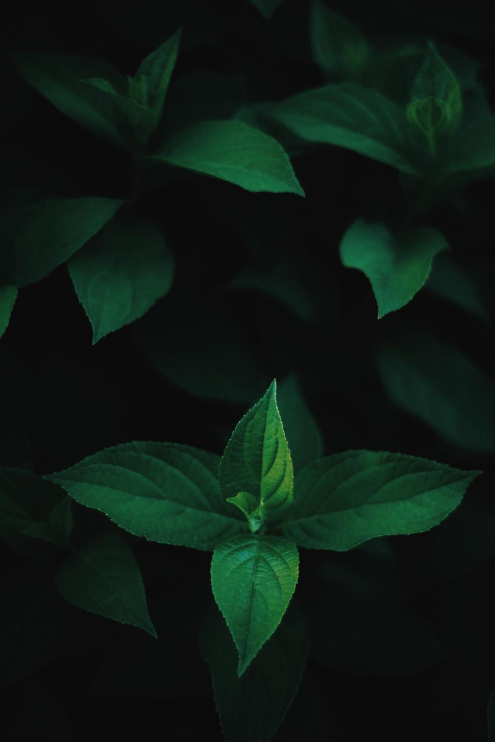 Free Image of Close-Up of a Plant With Green Leaves 