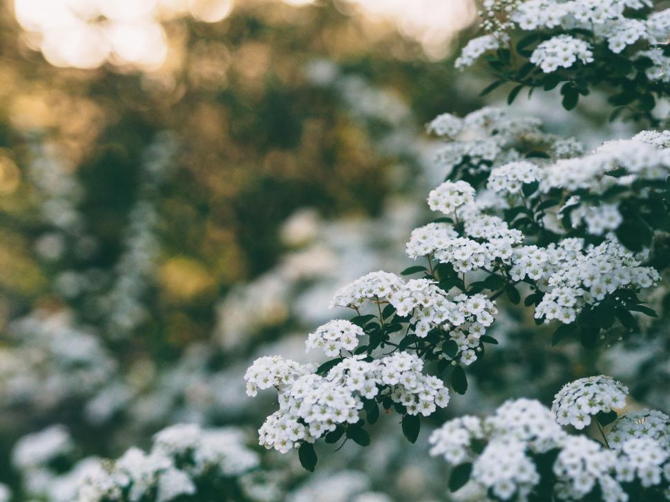 Free Image of Close Up of a Tree With White Flowers 