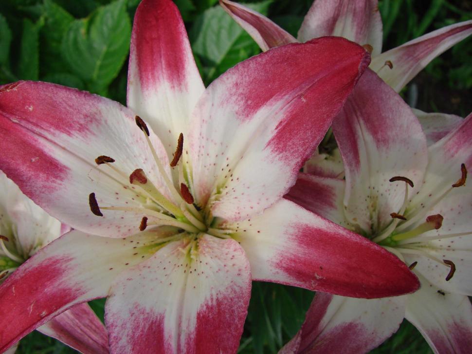 Free Image of Close Up of a Pink and White Flower 