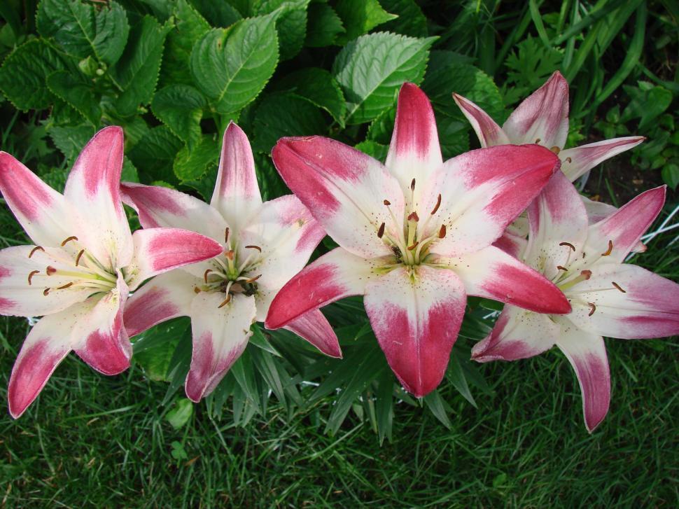 Free Image of Group of Pink and White Flowers on Lush Green Field 