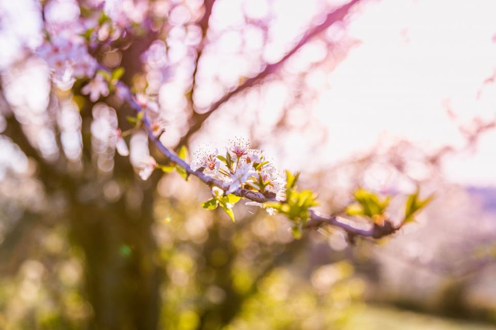 Free Image of Close Up of Flower on Tree Branch 