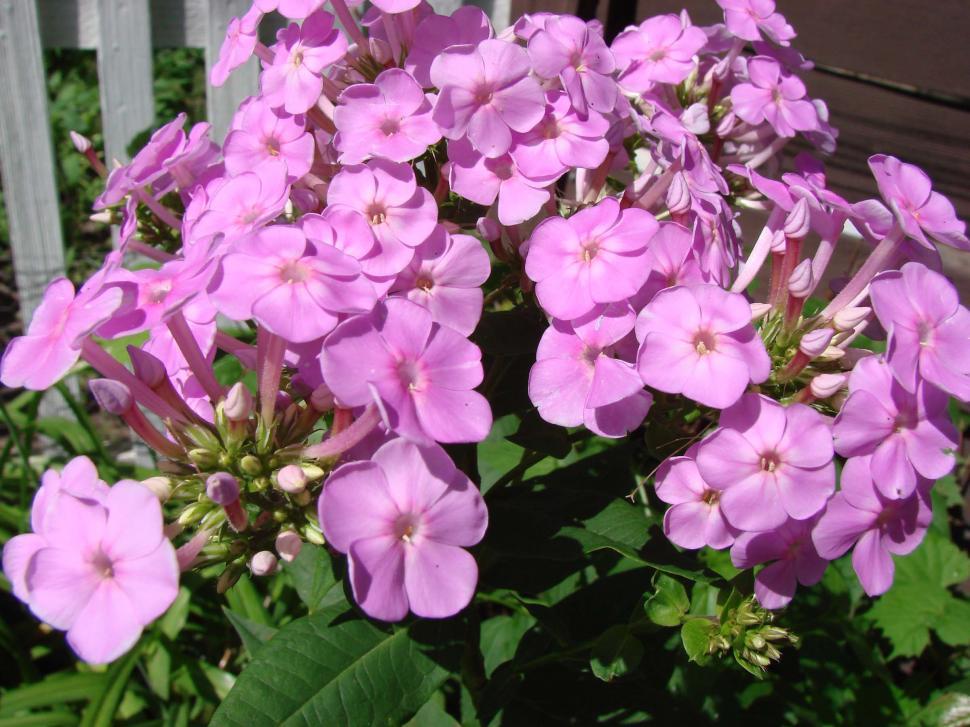 Free Image of A Bunch of Purple Flowers in a Garden 