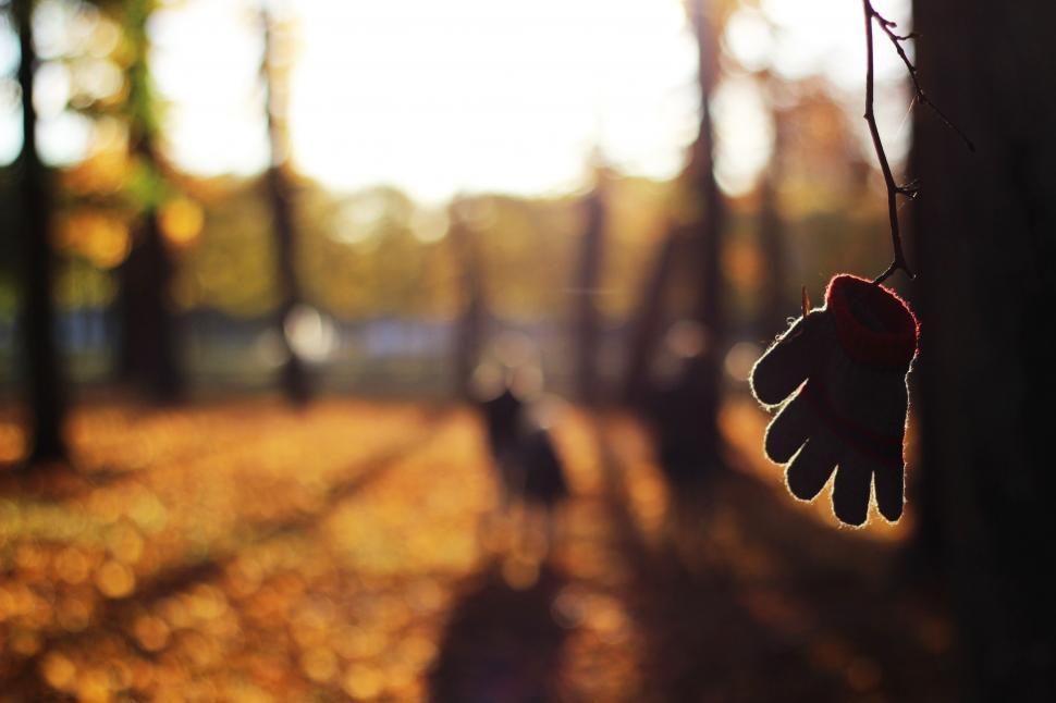 Free Image of Hand Hanging From Tree in Forest 