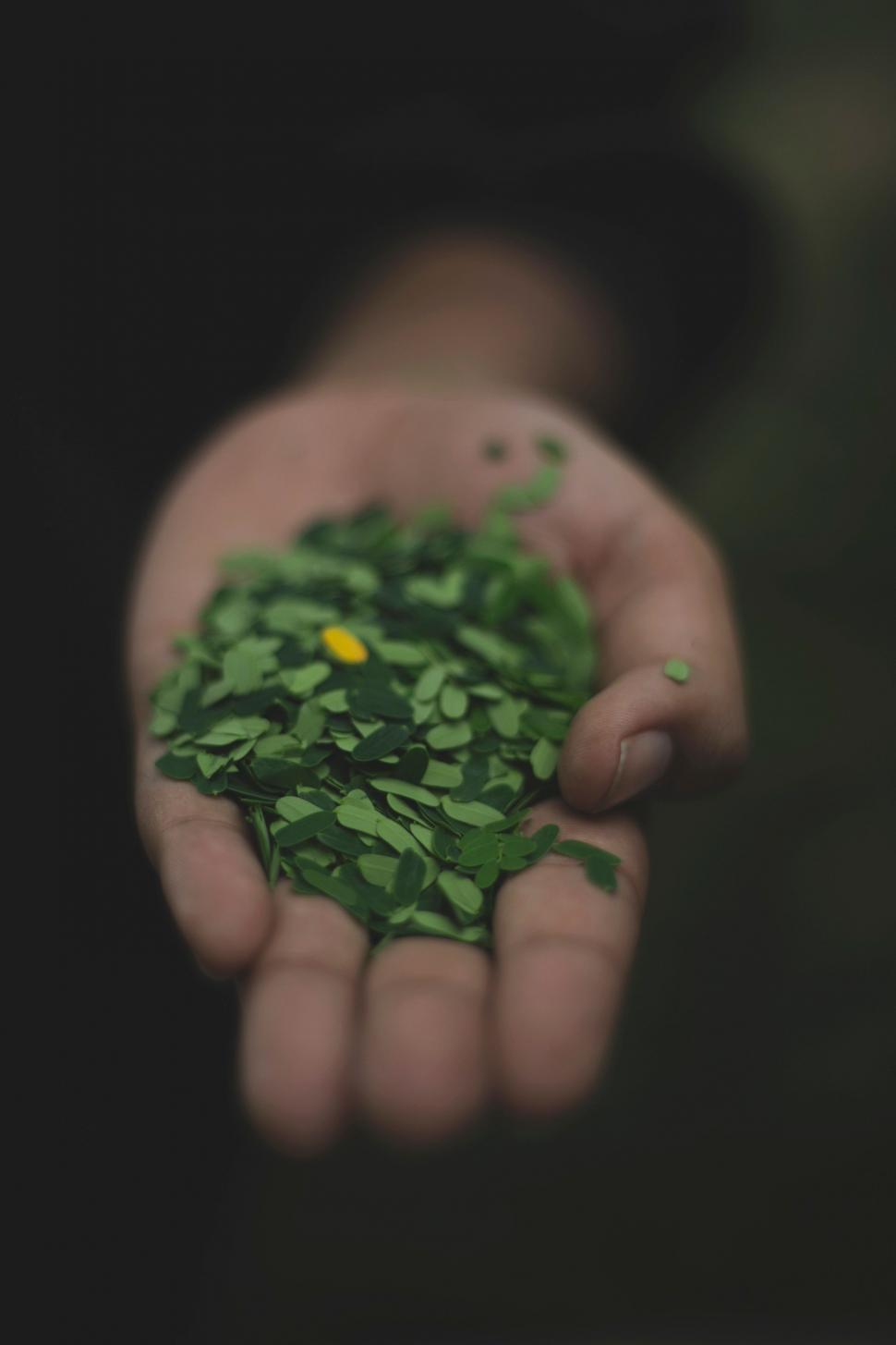 Free Image of Person Holding Handful of Green Leaves 