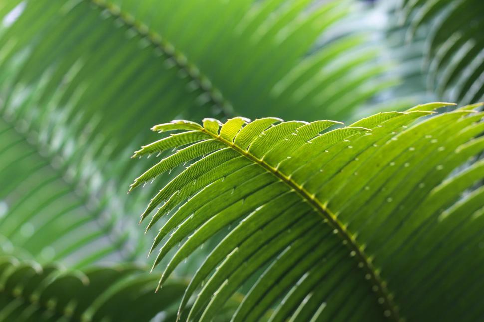 Free Image of Close Up of a Lush Green Plant With Abundant Leaves 