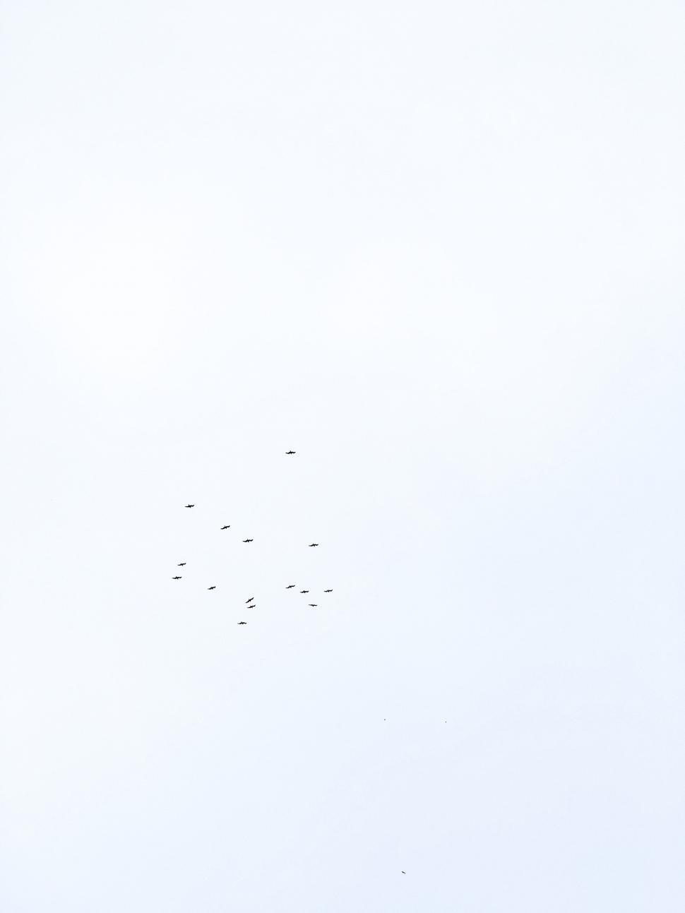 Free Image of A Flock of Birds Flying in the Sky 