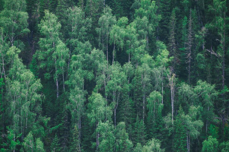 Free Image of Cluster of Trees Standing Together 