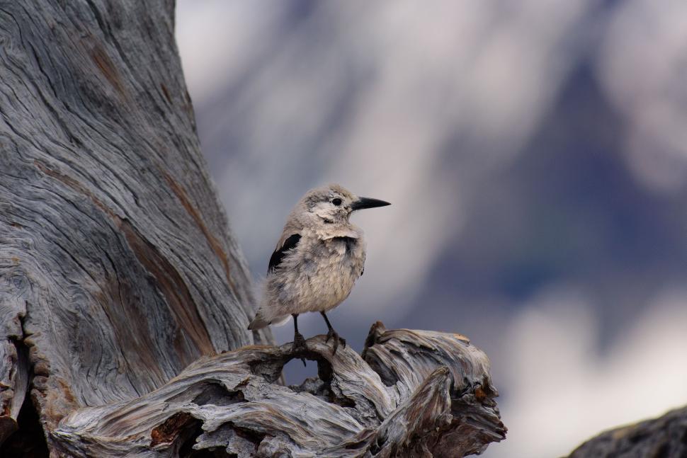 Free Image of Small Bird Perched on Tree Branch 