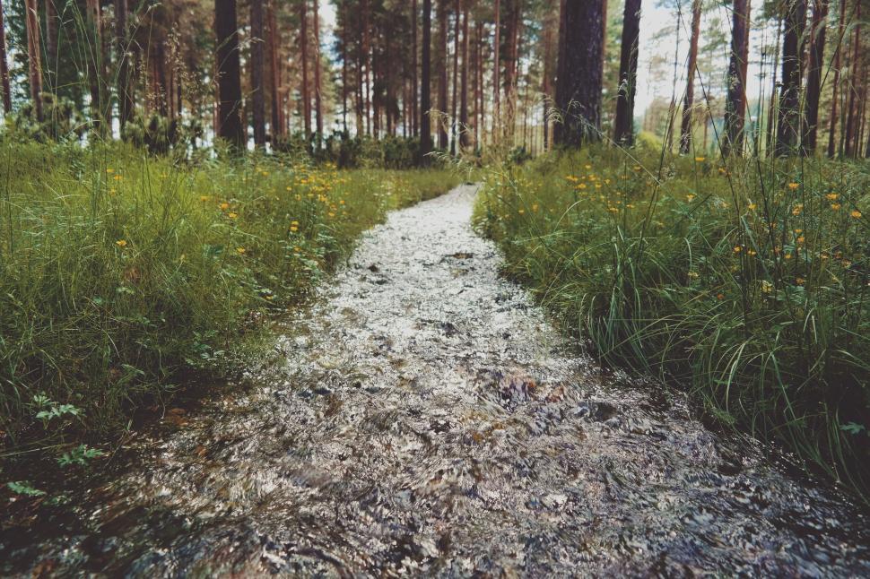 Free Image of Dirt Path Cutting Through Forest 