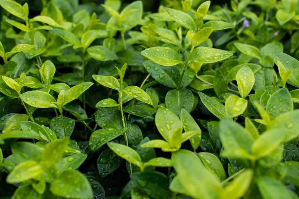 Free Image of Verdant Plants Covered in Water Droplets 