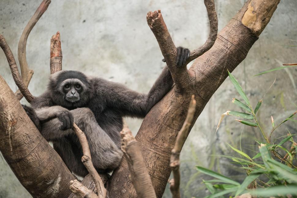 Free Image of Monkey Sitting on Top of a Tree Branch 