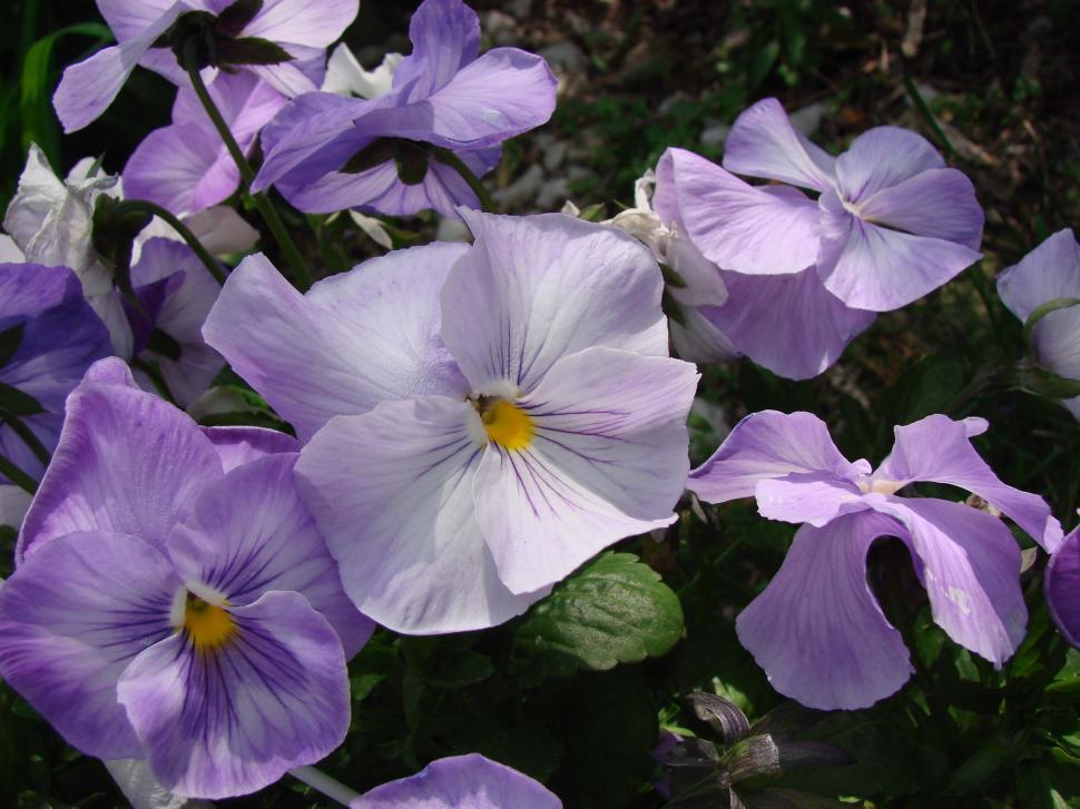 Free Image of Purple Flowers Blooming in Grass 