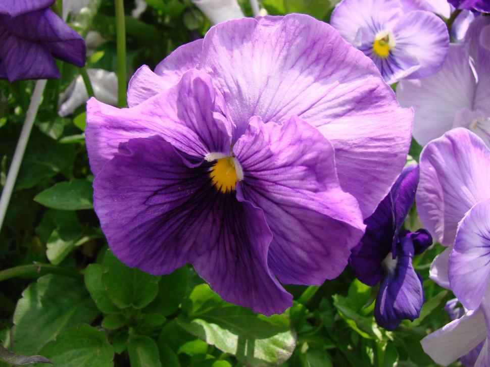 Free Image of Purple Flowers In Grass 