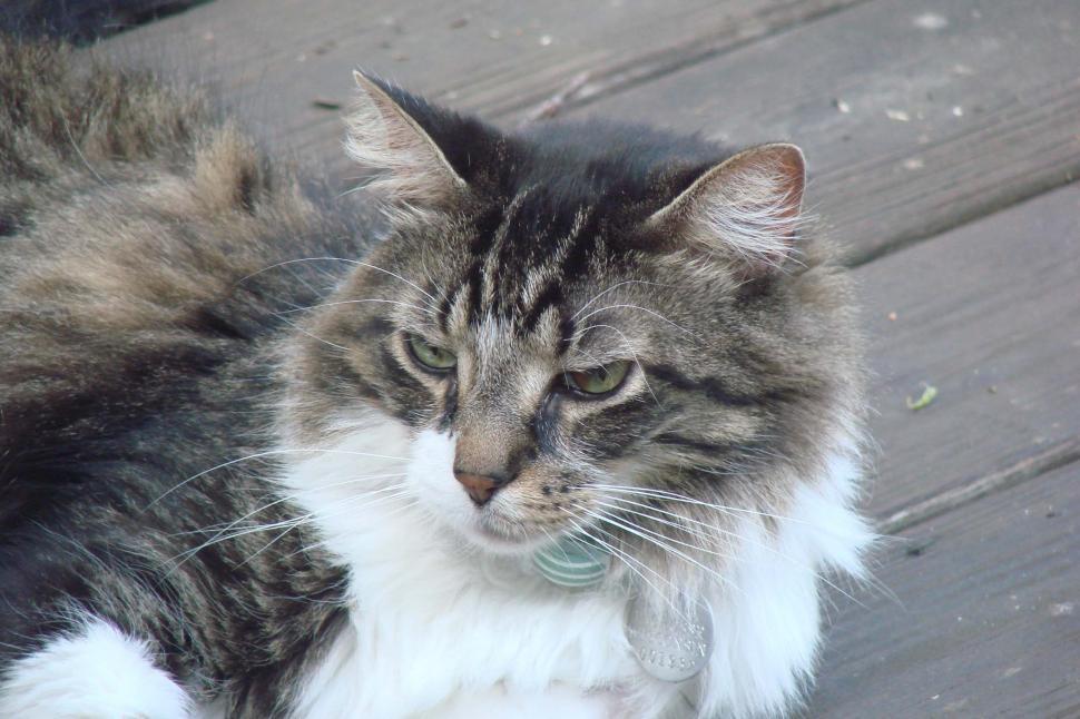 Free Image of Cat Sitting on Wooden Deck 