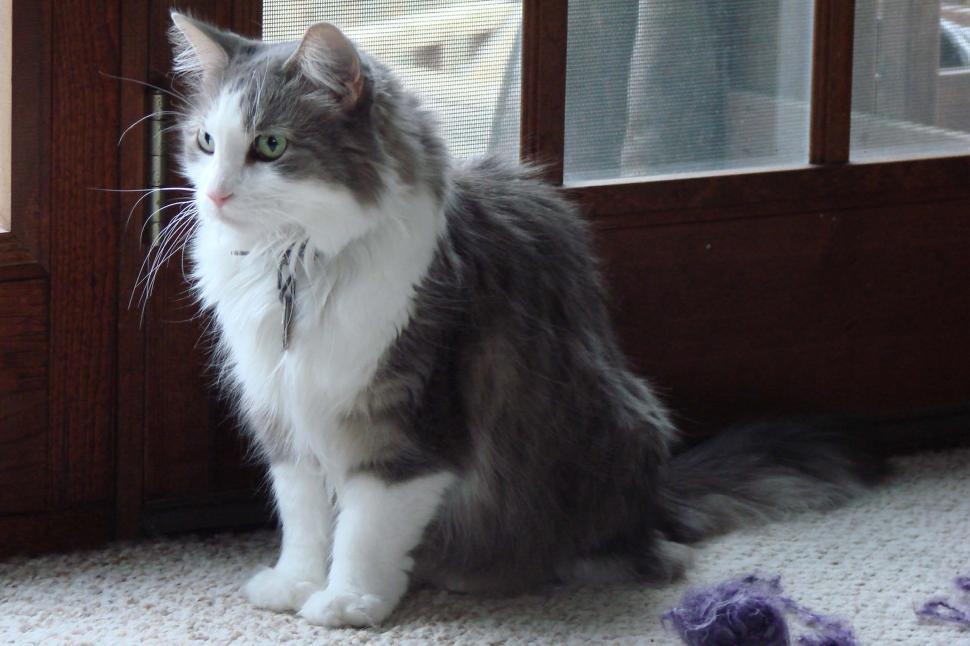 Free Image of Gray and White Cat Sitting in Front of a Door 