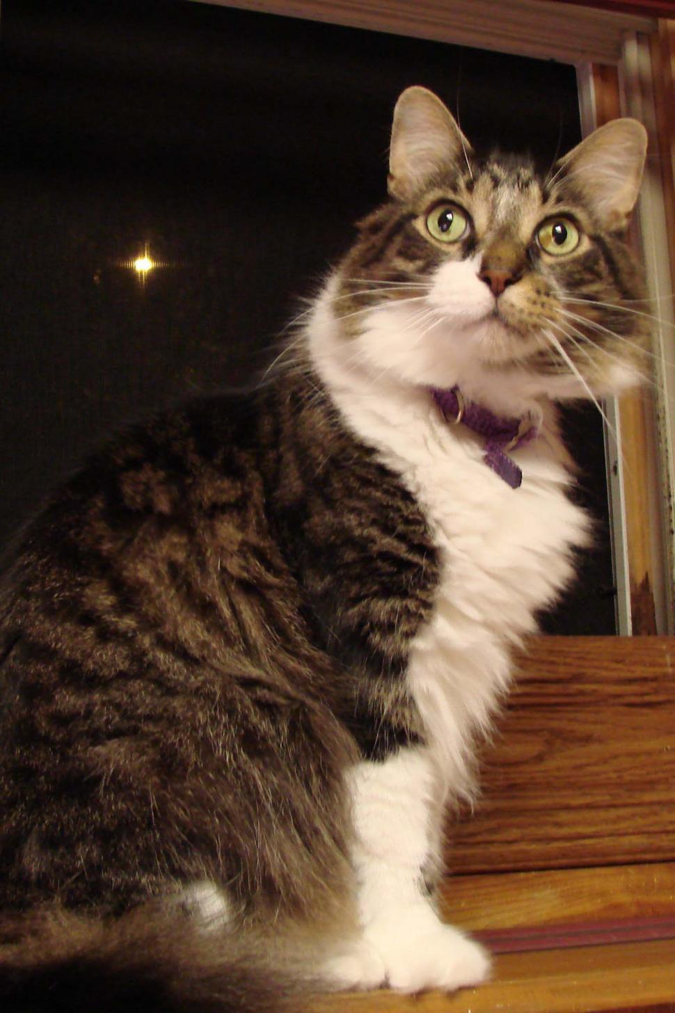 Free Image of Cat Sitting on Window Sill 