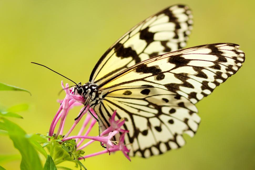 Free Image of Black and White Butterfly on Pink Flower 