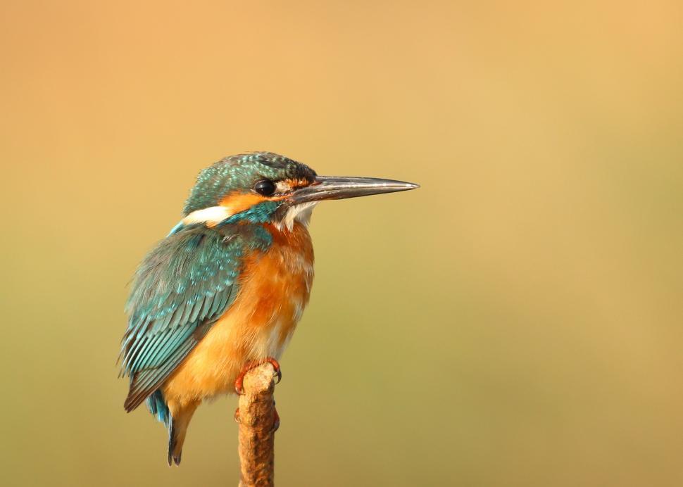 Free Image of Colorful Bird Perched on Stick 