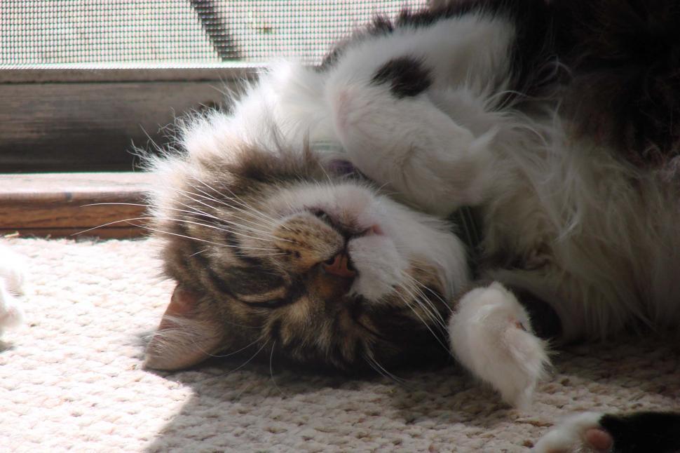 Free Image of Cat Laying on Back on Floor 
